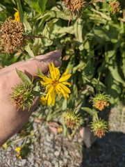 Grindelia integrifolia