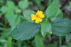 Wedelia fruticosa