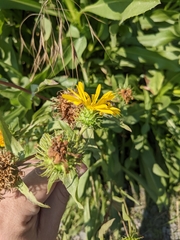 Grindelia integrifolia