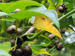 Dioscorea polystachya