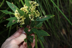 Pomaderris argyrophylla