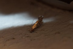 Phyllonorycter blancardella