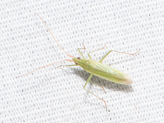 Trigonotylus caelestialium