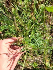 Epilobium leptophyllum