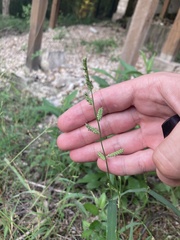 Echinochloa colona