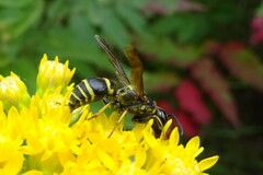 Euodynerus foraminatus