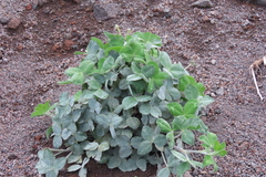 Trifolium pratense