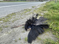 Porphyrio melanotus melanotus