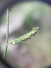 Echinochloa colona