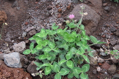Trifolium pratense