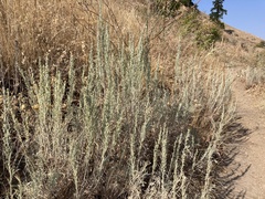 Artemisia tripartita