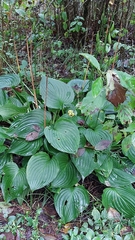 Hosta sieboldii