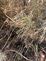 Artemisia tripartita