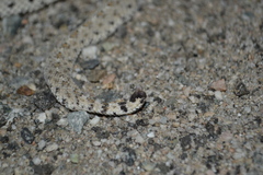 Crotalus cerastes laterorepens