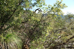 Pomaderris argyrophylla