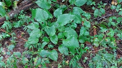 Hosta sieboldii