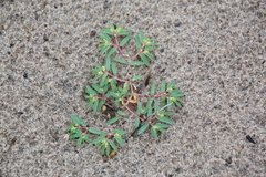 Euphorbia polygonifolia