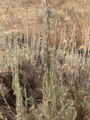 Artemisia tripartita