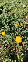 Taraxacum