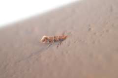 Phyllonorycter trifasciella