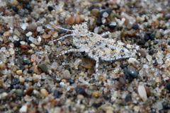 Trimerotropis maritima