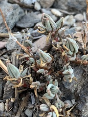 Sedum lanceolatum