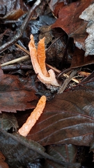 Pseudocolus fusiformis