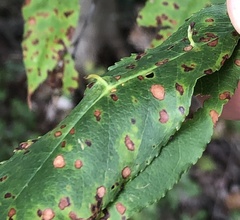 Eriophyes cerasicrumena