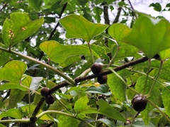 Dioscorea polystachya