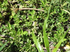 Indigofera spicata