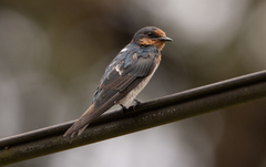 Hirundo tahitica