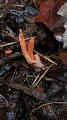 Pseudocolus fusiformis