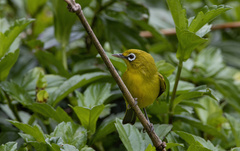 Zosterops chloris