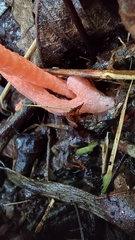 Pseudocolus fusiformis