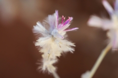 Ptilotus sessilifolius