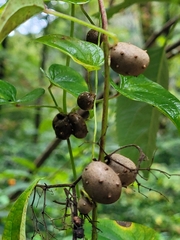 Dioscorea polystachya