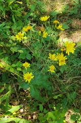 Hieracium sabaudum