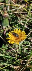 Astylus quadrilineatus