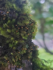 Orthotrichum consimile