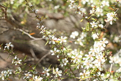 Leptospermum microcarpum