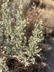 Artemisia tridentata