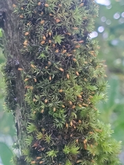 Orthotrichum consimile