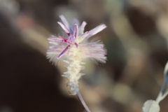Ptilotus sessilifolius