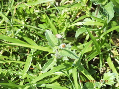 Tridax procumbens