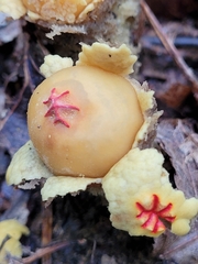 Calostoma lutescens