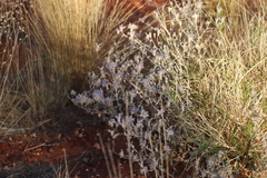 Ptilotus sessilifolius