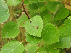 Oligolophinae