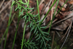 Comesperma esulifolium