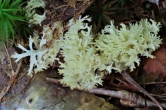 Clavulina coralloides