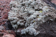 Lecanoromycetes